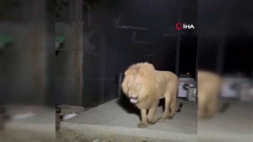Lion escapes from zoo and wounds farmer in Turkey