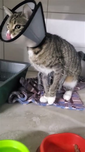 A kangaroo with a broken leg and 36 days left until the structure is removed. #cat #cat #catvideo...