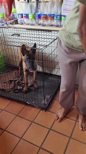 With so much working dogs being bought and ending up in the wrong hands, sheltered or lost. You don't buy a K9: you earn a K9. Fortunately Remy's handler sacrificed for his salvation. We decided to receive Remy. People are getting these dogs because of the John wick effect. I will continue to advocate for the working dog.