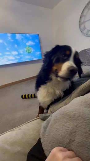 Big breeds that love a cuddle, but beware of the heavy paws🐶😂 #bigdogbreeds #dogsofttiktok #viral #foryoupage