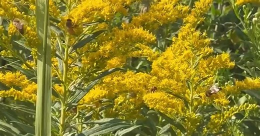 Chicago Tonight:Bees Flock to Goldenrod