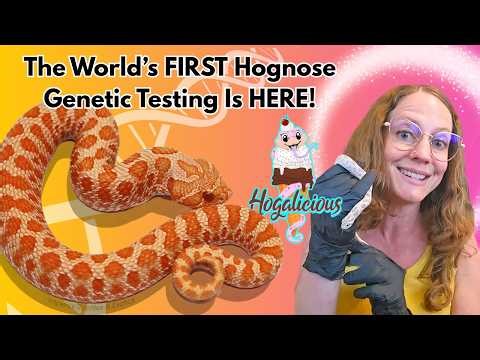 The World's First HOGNOSE Testing Is HERE! | Reptile Genetics Weekly Ep 151