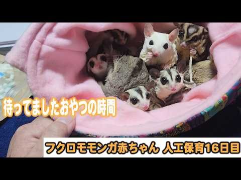 赤ちゃんのミルクの時間が待ち遠しい子達フクロモモンガ赤ちゃんを引き取り飼育16日目