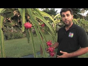 Dragon Fruit - Tropical Fruit Growers of South Florida