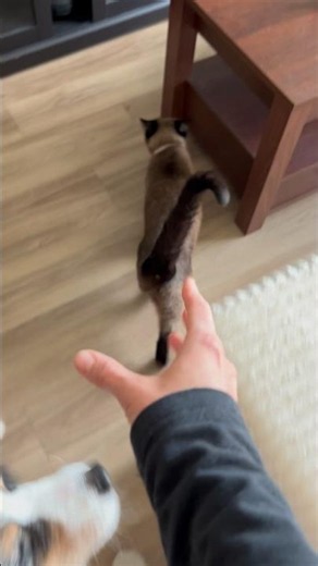 COME HERE AND LET ME LOVE YOU 💔😭 #funnycats #cat #catmemes
