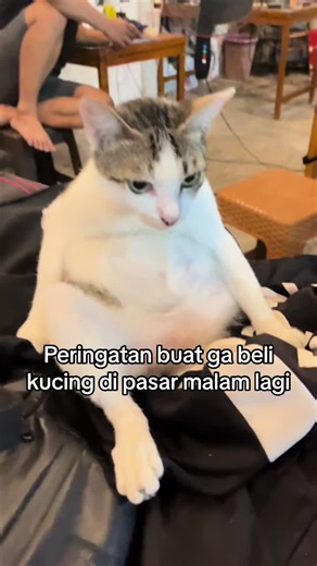 Peringatan Penting: Jangan Beli Kucing di Pasar Malam!