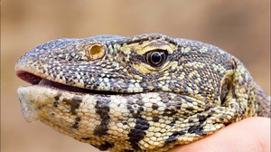 Capturing a monitor lizard up close