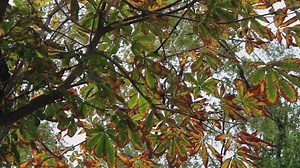 Branches and leaves of a tree, low view - Free Stock Video