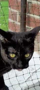 KNOWLEDGE & WISDOM 🐦‍⬛🐦‍⬛ , OYSTER 🐿 RUBY & RAYA🐈‍⬛️🐈‍⬛️ SUPPER TIME