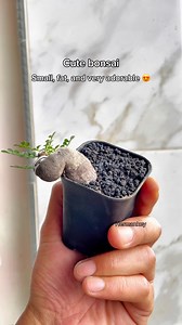Very cute bonsai 😍 Small, fat, and very adorable #bonsai #garden #plants #nature #trees | Herman Key