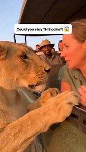 My anxiety is at 1000% right now.... The 'Lioness Inspection' package is apparently included. This is the most dangerous 'who blinks first' game ever played. 😅 #lion #lioness #safari #wildlife #nature #africa #closeencounter #trust #dangerous #brave #unbelievable #closecall | Smart Animals