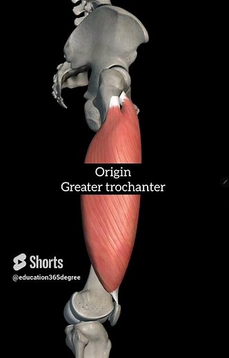 vastus lateralis muscle anatomy
