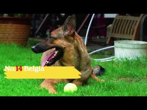 20 Deadliest Dog Breeds in the World | Most Dangerous Dogs Ranked