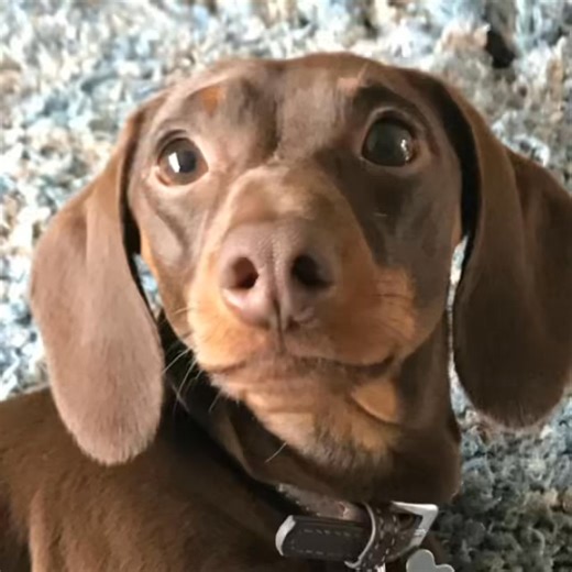 29K views · 1.1K reactions | These dachshunds are very naughty characters and always in trouble  At The Elms we have the evidence on video 藍藍藍藍 So much for loyalty!!!! Fancy dropping your mates in it 藍藍藍 Such innocence and I believe every word  Don’t you just love them  | Dachshund Rescue UK - Finding Forever Homes | Facebook