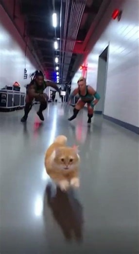 Backstage Chase (Parkour Cat) #wwe #catwrestling #funnycats #fails #cat #funny #wrestling #memes