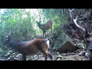 Trail Cam Videos Campark T85 footage