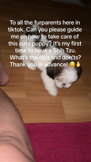 Shih Tzu Care Guide: Do's and Don'ts for Furparents