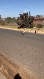 284K views · 30K reactions | Vlog with Goodwill  Mshana  | Pitbul  | Avocados 陋 | Gate  | Chickens  | Abo my Friend  | Barbed Era  | farming  | Boost Loans | top fans ❤️ Use this link to subscribe to my YouTube channel https://youtube.com/@goodwill_sbo?si=IcN-CrMIORZyB9FO | Goodwill Sbongiseni Mtsweni | Facebook