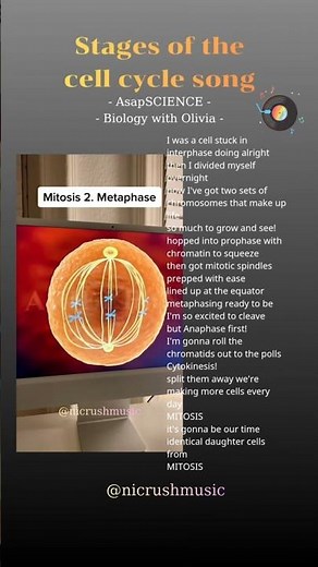 [🍃Nicrushmusic🌷] [Lyrics] "Stages of the cell cycle song" - AsapSCIENCE - Biology with Olivia