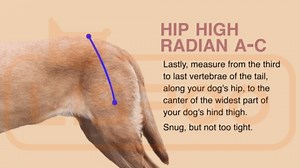 Dog Knee Brace – Rear Leg Support for Luxating Patella,Torn Ligament, Adjustable Support,Effective Wrapping and Joint Warmth, Pain Relief & Better Recovery – Both Legs, Size L