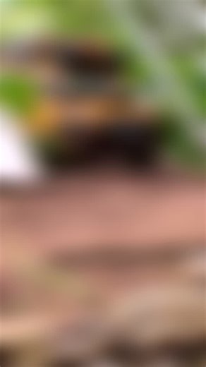 D110 Land Rover CT Edition 🥰 #Cameltrophy #jobrc #4x4 #landrover #offroad | Job RC