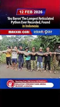 Ibu Baron The Longest Reticulated Python Ever Recorded, Found in Indonesia