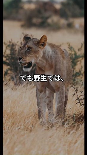 キリンの睡眠、実はかなり短い