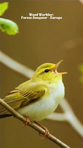 Relaxing Bird Sounds – Peaceful Birds Singing & Natural Bird Calls in Nature