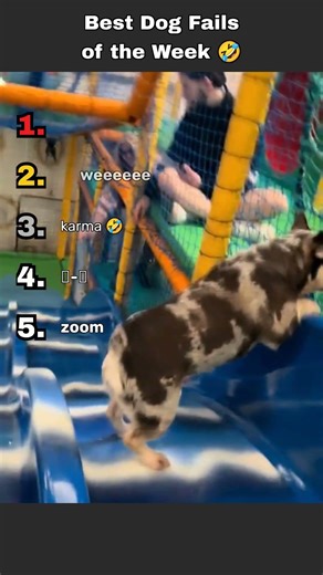 Ranking Funniest Dog Fails Moments