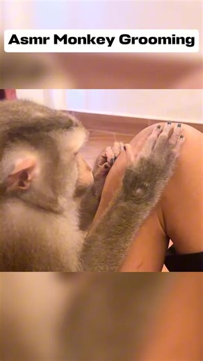 Relaxing ASMR Monkey Grooming Experience