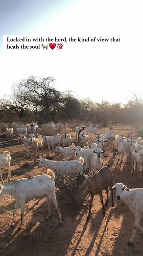 Sustainable Goat Farming Practices in Kenya
