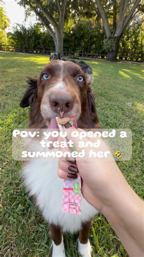 You said nothing… and she STILL knew it’s lobster time🤣🤌🏼 #dogtreats #dog #pov | Moochie USA