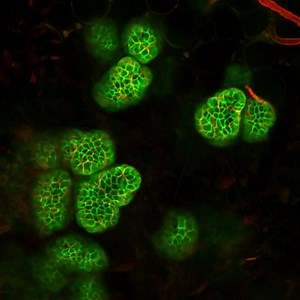 File:Single-cell-lineage-tracing-in-the-mammary-gland-reveals-stochastic-clonal-dispersion-of-ncomms13053-s4.ogv - Wikimedia Commons