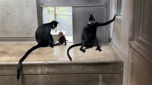 まだオレンジ色が残っている頃の #フランソワルトン のダイダイ。年長のモカに面倒を見てもらい、母のアマナツに甘え、モカの上に乗って遊んでいます。小さいのにすごいバランス感覚☆遊び方も運動神経抜群です！#ズーラシア　#ZOORASIA ＃世界一周の動物旅行