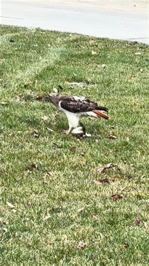 Red Tailed Hawk with his prey. 3/5/2026