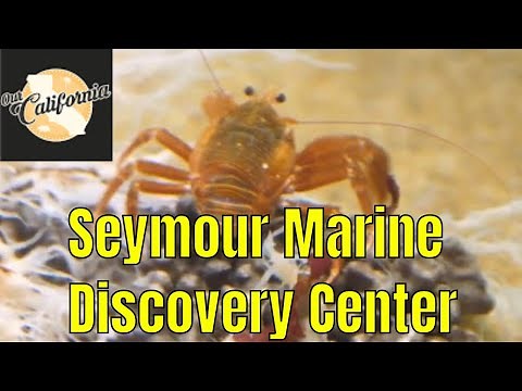 Seymour Marine Discovery Center in Santa Cruz, California