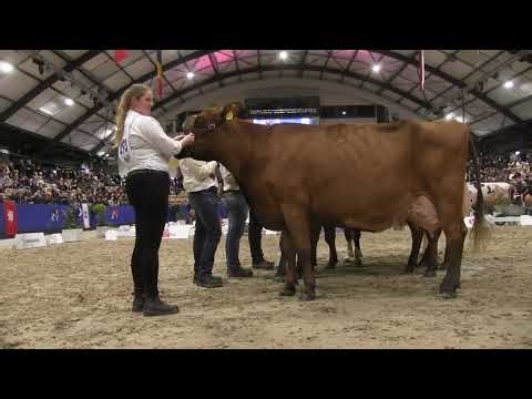 CATTLE.de: Neumünster am Abend 2026 24