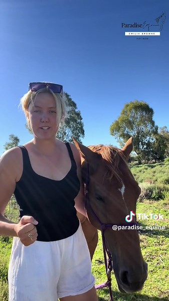 7 Day Groundwork Challenge with My Horses