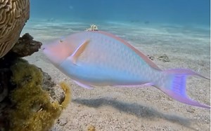 印度长鼻鹦嘴鱼 Hipposcarus harid 源自ins@big.blue.sea