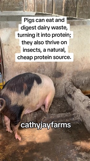 Essential Facts About Feeding Pigs