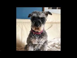 Pluto the talking dog says if you have to go out practice social distancing