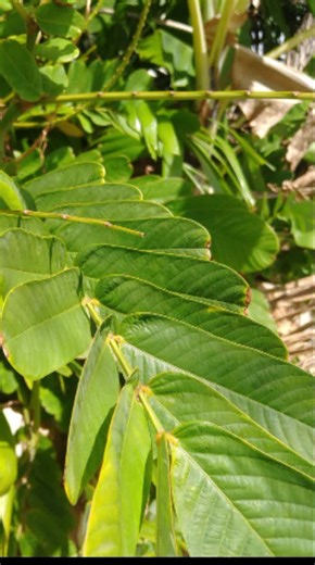 Sweet TnT Magazine (@sweettntmagazine) - Senna Leaves Discover amazing medicinal leaves used in Caribbean households for centuries! 🌱 From treating colds and fevers to aiding digestion and promoting relaxation, these natural remedies have been trusted by generations. In this video, we explore the healing properties, benefits, and traditional uses of powerful plants like Wonder of the World, Soursop, Lemon Grass, Zebapique, Bois Cano, Black Sage, Carillie, Chandelier Bush Christmas Bush, Guava L