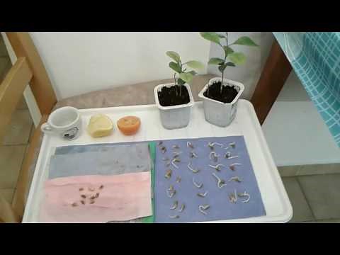 Grow lemon tree from seeds in 3 simple steps (germination)