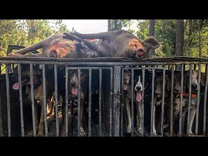 EXTREME BOAR hunting! Georgia hog hunt!