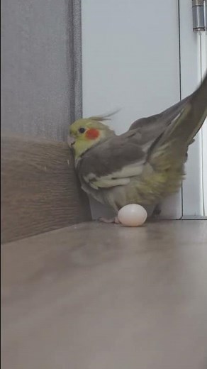 Cockatiel LAYING EGGS At The Door! 😀 Cockatiel Sounds | Cockatiel Bird | Cockatiel | Parrot #Shorts