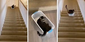 "Mission accomplished": Cat who surfs down the stairs in a laundry basket every day goes viral, but is it real?