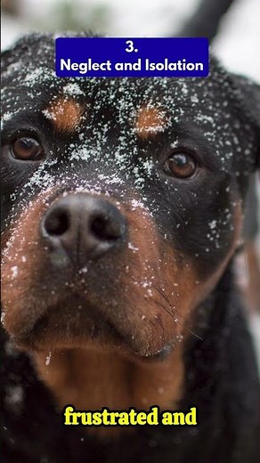 Rottweiler Aggression Explained in 30 Seconds