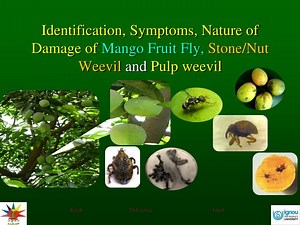 Identification, Symptoms, Nature of Damage of Mango Fruit Fly, Stone/Nut Weevil and Pulp weevil - SlideServe