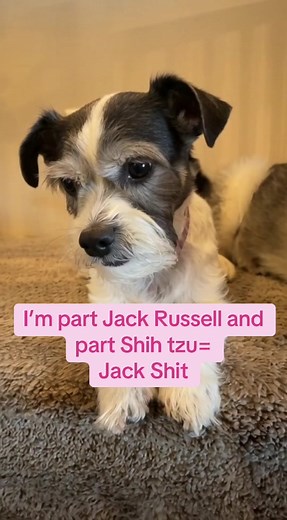 Discover the Adorable Jack Russell Shih Tzu Mix