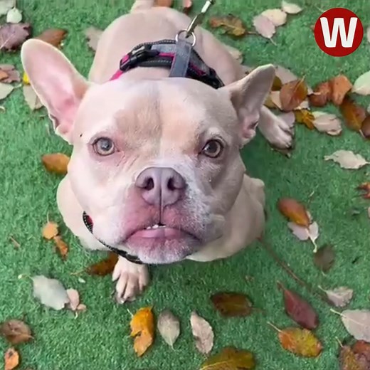 This year has been Cardiff Dogs Home's busiest year in memory. More than 750 dogs have come through their doors - many abandoned, unloved, or neglected 😔 The shelter is now working hard to find them all loving new homes. So, we went along to meet some of the lovely dogs who are all looking for a new start 🐶❤️ https://tinyurl.com/ynb8z5b6 | WalesOnline